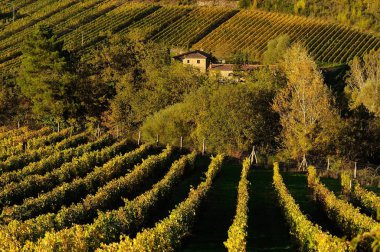 Satır bağ, Toskana, İtalya.