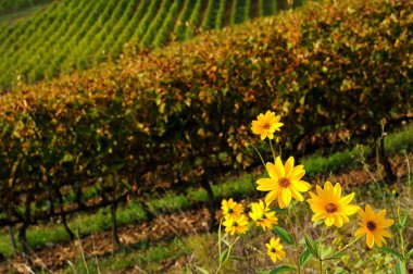 Sarı çiçek yakınındaki bir bağ chianti bölgesinde, Toskana, İtalya.