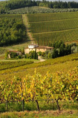 Vineyard in Chianti region, tuscany, italy. clipart