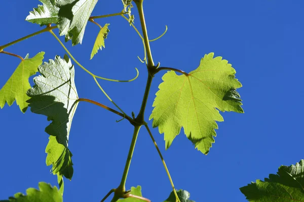Vine leaves. Vineyards in tuscany.