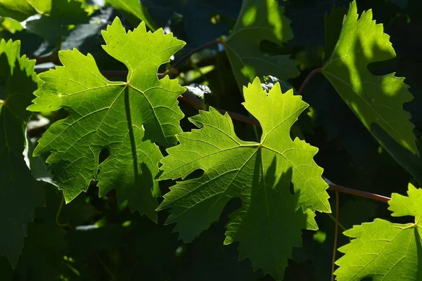 Vine leaves. Vineyards in tuscany.