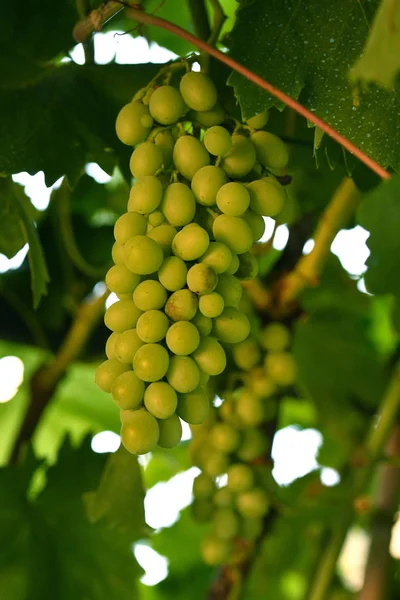 Bir demet Beyaz Üzüm