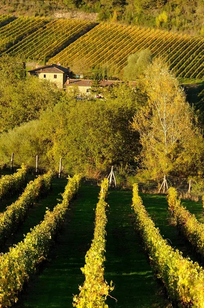 Wiersze z winnicy, Toskania, Włochy. — Zdjęcie stockowe