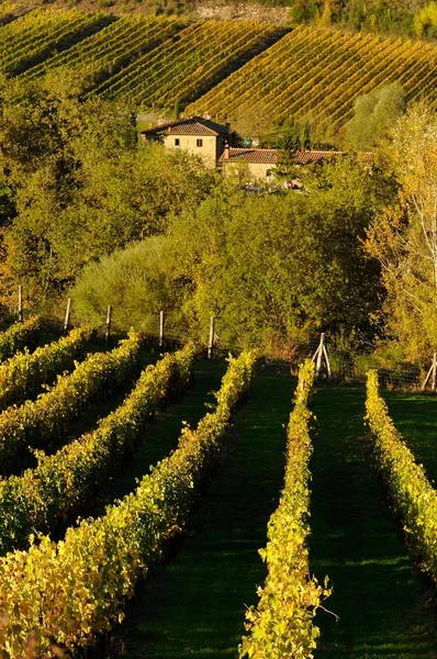 Fileiras de vinha, Toscana, Itália . — Fotografia de Stock