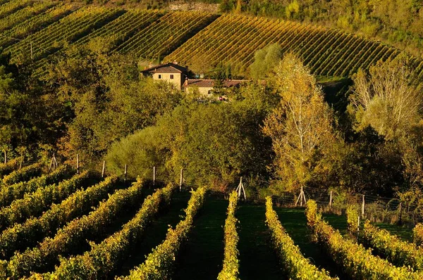 Satır bağ, Toskana, İtalya.