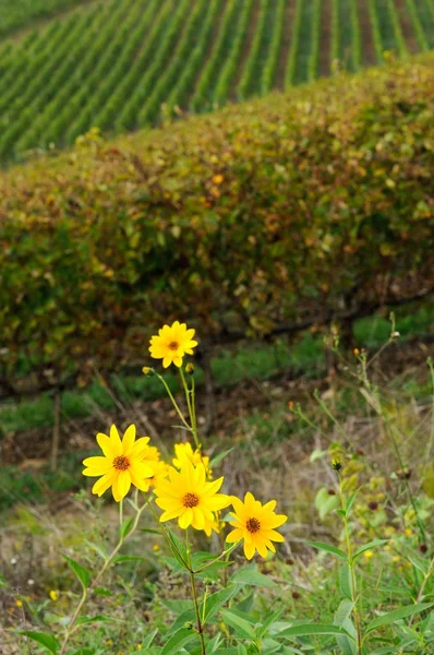 Sarı çiçek yakınındaki bir bağ chianti bölgesinde, Toskana, İtalya.
