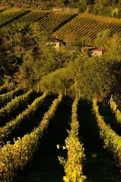 Rows of vineyard, Tuscany, Italy. — Stock Photo, Image