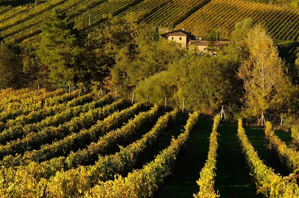 Fileiras de vinha, Toscana, Itália . — Fotografia de Stock