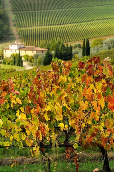 Hermosa vista de los viñedos en Chianti regione cerca de Le Sieci, Florencia. Italia . —  Fotos de Stock