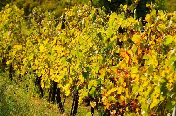 Hermoso viñedo en Toscana, Italia . — Foto de Stock