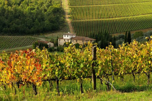 Piękny widok z winnic, w regione Chianti w pobliżu Le Sieci, Florencja. Włochy. — Zdjęcie stockowe