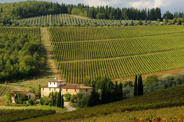 Gyönyörű kilátás a szőlőültetvények Chianti regione közelében Le Sieci, Florence. Olaszország. — Stock Fotó
