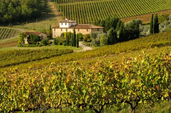 Vingård i Chianti-regionen, Toscana, Italien. — Stockfoto