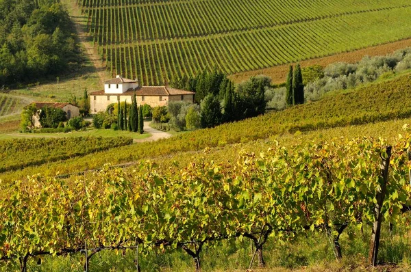 Chianti bölgesindeki üzüm bağları, Toskana, İtalya.