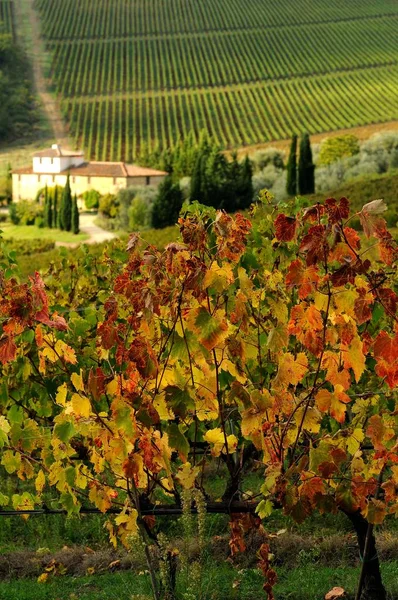 Vinice v regionu Chianti, Toskánsko, Itálie. — Stock fotografie