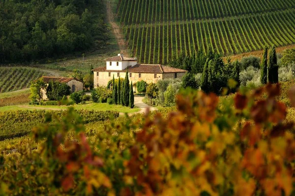 Szőlőültetvény Chianti régióban, Tuscany, Olaszország. — Stock Fotó