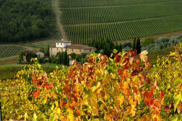 Vineyard in Chianti region, tuscany, italy. — Stock Photo, Image
