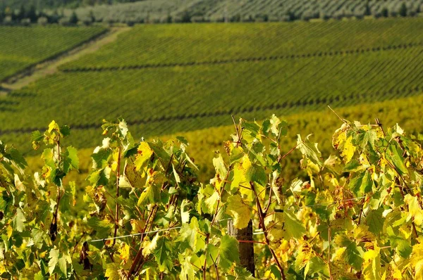 Beautiful Vineyard in Tuscany, Italy. — Stock Photo, Image