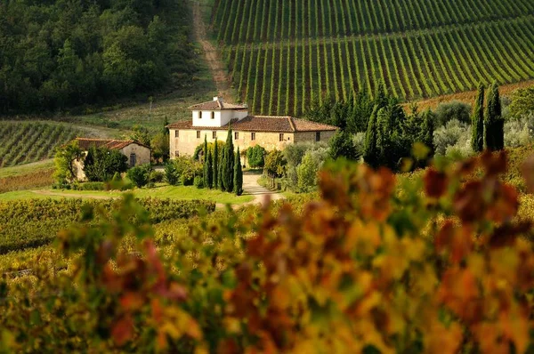 Vineyard in Chianti region, tuscany, italy. Stock Picture