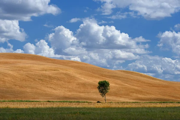 Un árbol solo en un campo de trigo cerca de Asciano, Siena. Italia —  Fotos de Stock