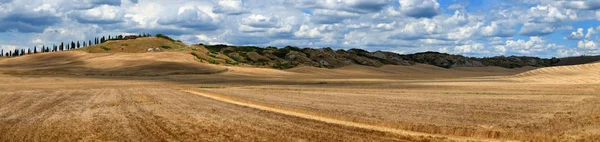 Toskánsko – krajina s zlaté pšeničné pole a cypress poblíž Asciano, Crete Senesi (Siena), Itálie. — Stock fotografie