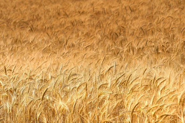 Belo campo de trigo na Toscana perto de Siena. Itália . — Fotografia de Stock