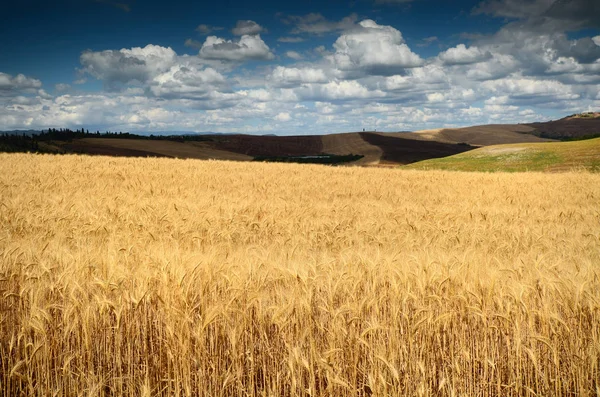 Zlaté pšeničné pole poblíž crete senesi Asciano, Siena. Itálie. — Stock fotografie