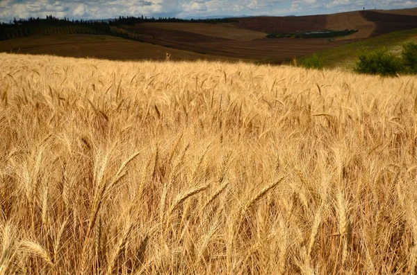 Belo campo de trigo na Toscana perto de Siena. Itália . — Fotografia de Stock