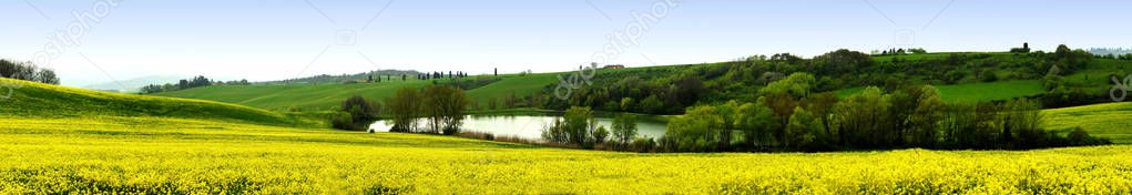 field of rape flowers in the Tuscan countryside