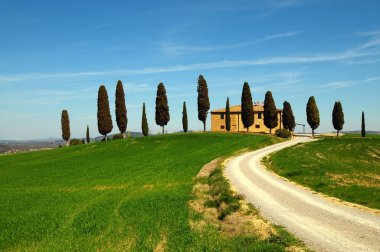 Pienza, Toskana / İtalya - Mar 31, 2017: tuscany peyzaj, tarım arazileri ben Cipressini, İtalyan selvi ağaçları ağaç çiçek ve Bahar, yeşil alanlarda kırsal beyaz yol ile. Siena kırsal kesimde yer alan.
