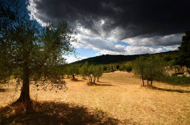 Güzel zeytin ağaçları ile mavi bulutlu gökyüzü. Yaz sezonu, Tuscany. İtalya.