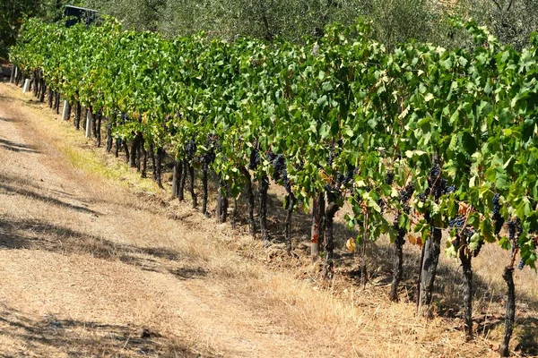 Reihen von Weinbergen in der Toskana. Sommersaison. Italien. — Stockfoto