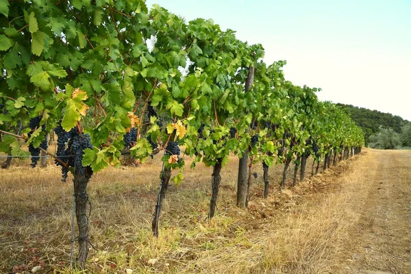 Hileras de viñedos en Toscana. temporada de verano. Italia . — Foto de Stock