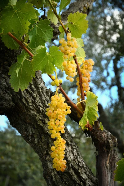 Banda bílých hroznů na vinici v Toskánsku. Letní sezóna. Itálie — Stock fotografie