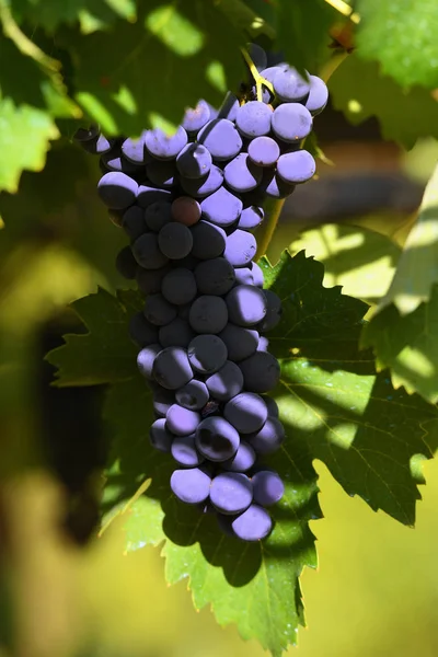 Uvas en un viñedo en chianti. Toscana, Italia . — Foto de Stock