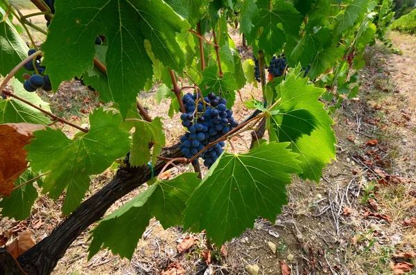 Druer i en vingård i Chianti. Toscana, Italia . – stockfoto