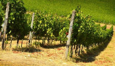 Toskana Yeşil üzüm bağları satırlarının. İtalya.