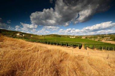 Mavi gökyüzü ile Toskana güzel yeşil bağlar. Floransa yakınındaki Chianti bölgesinde yaz sezonu, İtalya.