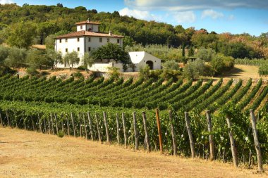 12 Ağustos 2017: üzüm bağları Toskana güzel manzara. San Donato village (Florence) yakınındaki çiftlik. Chianti bölgesi, İtalya.