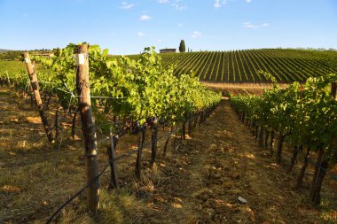 12 Ağustos 2017: Quarate Köyü, Chianti bölge Toskana yakınındaki gün batımında güzel üzüm. İtalya