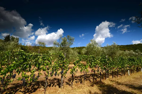 Wunderschöne grüne Weinberge in der Toskana mit blauem Himmel. chianti region in der nähe von florenz im sommer, italien. — Stockfoto