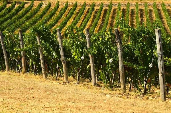 Filas de viñedos verdes en Toscana. Italia . — Foto de Stock