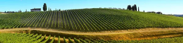 12 srpna 2017: krásné vinice při západu slunce blízko vesnice Quarate, regionu Chianti v Toskánsku. Itálie — Stock fotografie
