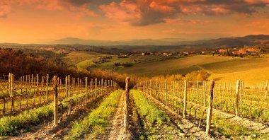Güzel üzüm Toskana günbatımı Chianti, İtalya.