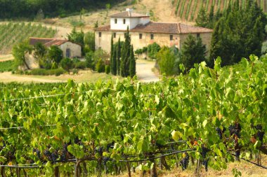 19 Ağustos 2017: çiftlik arka plan üzerinde ile Toskana güzel yeşil bağlar. Floransa yakınındaki Le Sieci Köyü'nde bulunan. Yaz sezonu, İtalya.