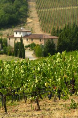 19 Ağustos 2017: çiftlik arka plan üzerinde ile Toskana güzel yeşil bağlar. Floransa yakınındaki Le Sieci Köyü'nde bulunan. Yaz sezonu, İtalya.
