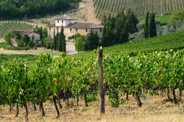 19 augusti 2017: vackra gröna vingårdarna i Toscana med Farm house på bakgrund. Ligger på Le Sieci Village nära Florens. Sommarsäsongen, Italien. — Stockfoto