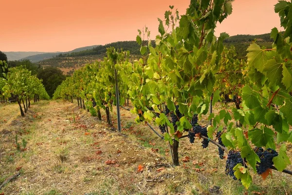 Prachtige wijngaard in Toscane bij zonsondergang Chianti, Italië. — Stockfoto
