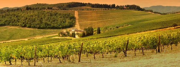 Красиві виноградник в Тоскані на захід сонця, Італія. — стокове фото