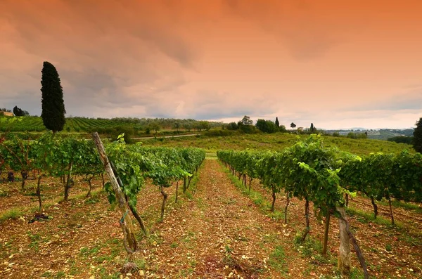 Beautiful Vineyard in Tuscany at Sunset Chianti, Italy. — Stock Photo, Image